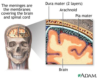 Meninges of the brain