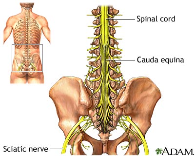 Cauda equina