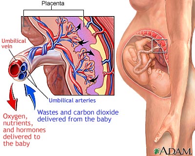 Placenta