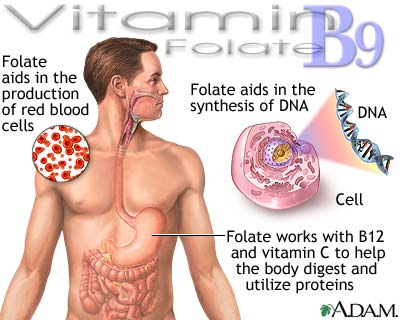 Vitamin B9 benefits