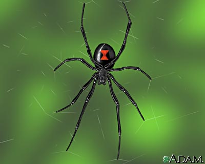 Black widow spider