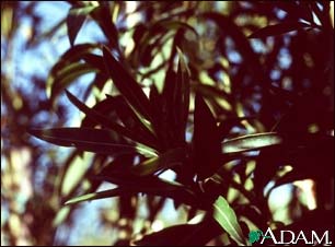 Oleander (Nerium oleander)