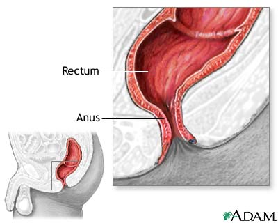 Normal anatomy