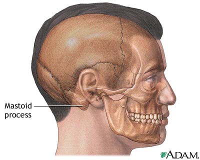 Normal anatomy