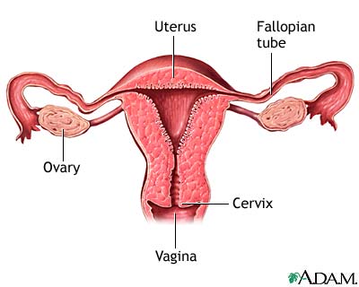 Normal uterine anatomy (cut section)