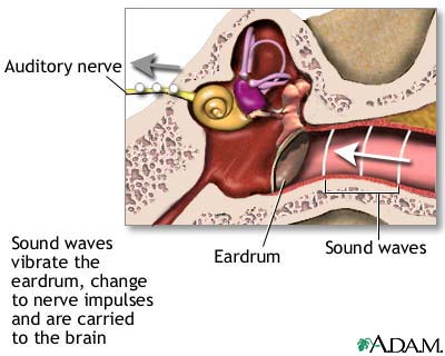 Sense of hearing