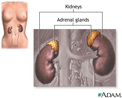 Adrenal glands