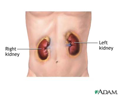 Kidneys