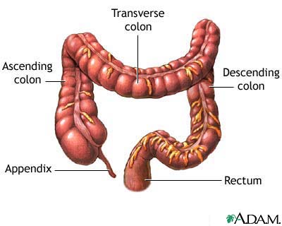 The large intestine