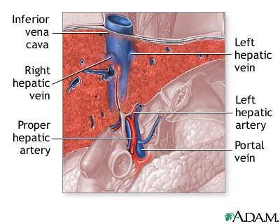 Liver blood supply