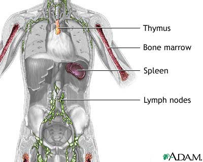 Immune system structures