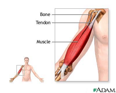 Tendons and muscles