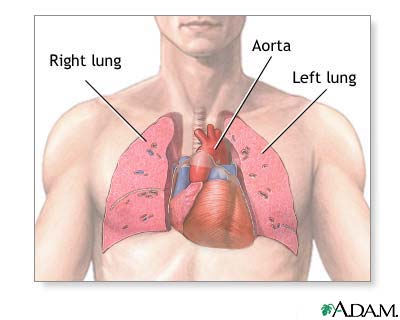 Thoracic organs