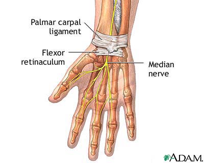 Wrist anatomy