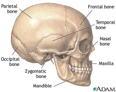 Skull