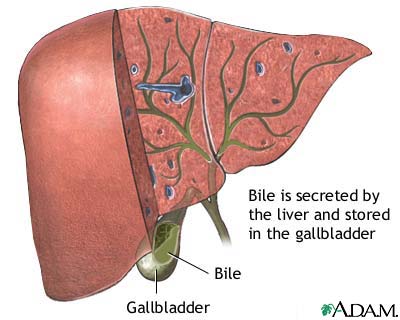 Bile produced in the liver