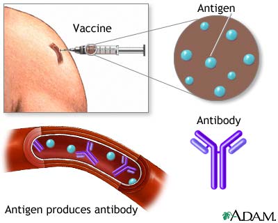 Hepatitis A immunization (vaccine)