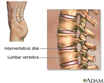 Lumbar vertebrae