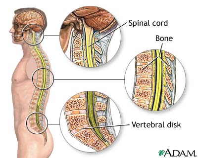 Spinal anatomy