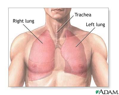 Normal lung anatomy