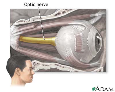 Optic nerve