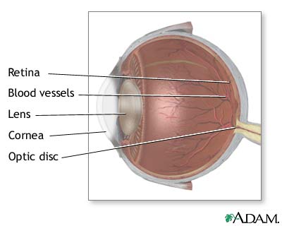 Lateral eye anatomy