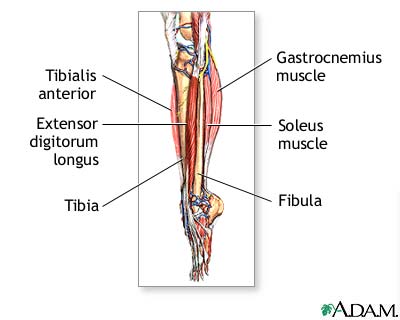 Lower leg muscles