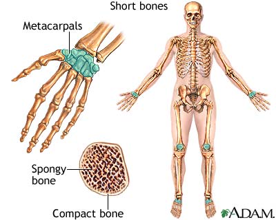 Short bones