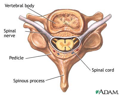 Vertebra and spinal nerves