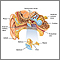 Ear anatomy