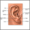 Medical findings based on ear anatomy