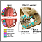 Development of baby teeth