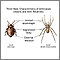 Arthropods, basic features