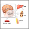 Growth hormone stimulation test - series