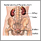 Osmolality urine - series