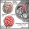 Anatomy of a normal placenta