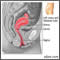 Side sectional view of female reproductive system