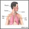 Normal lung anatomy