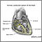 Conduction system of the heart