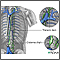 Circulation of lymph