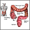 Large intestine