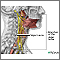 Treatment of epilepsy