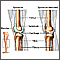 Knee joint