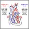 Circulation of blood through the heart