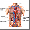 Kidney function