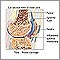 Rheumatoid arthritis