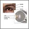 Eye lens anatomy