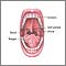 Mouth anatomy