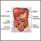 Abdominal organs