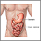 Stomach and small intestine